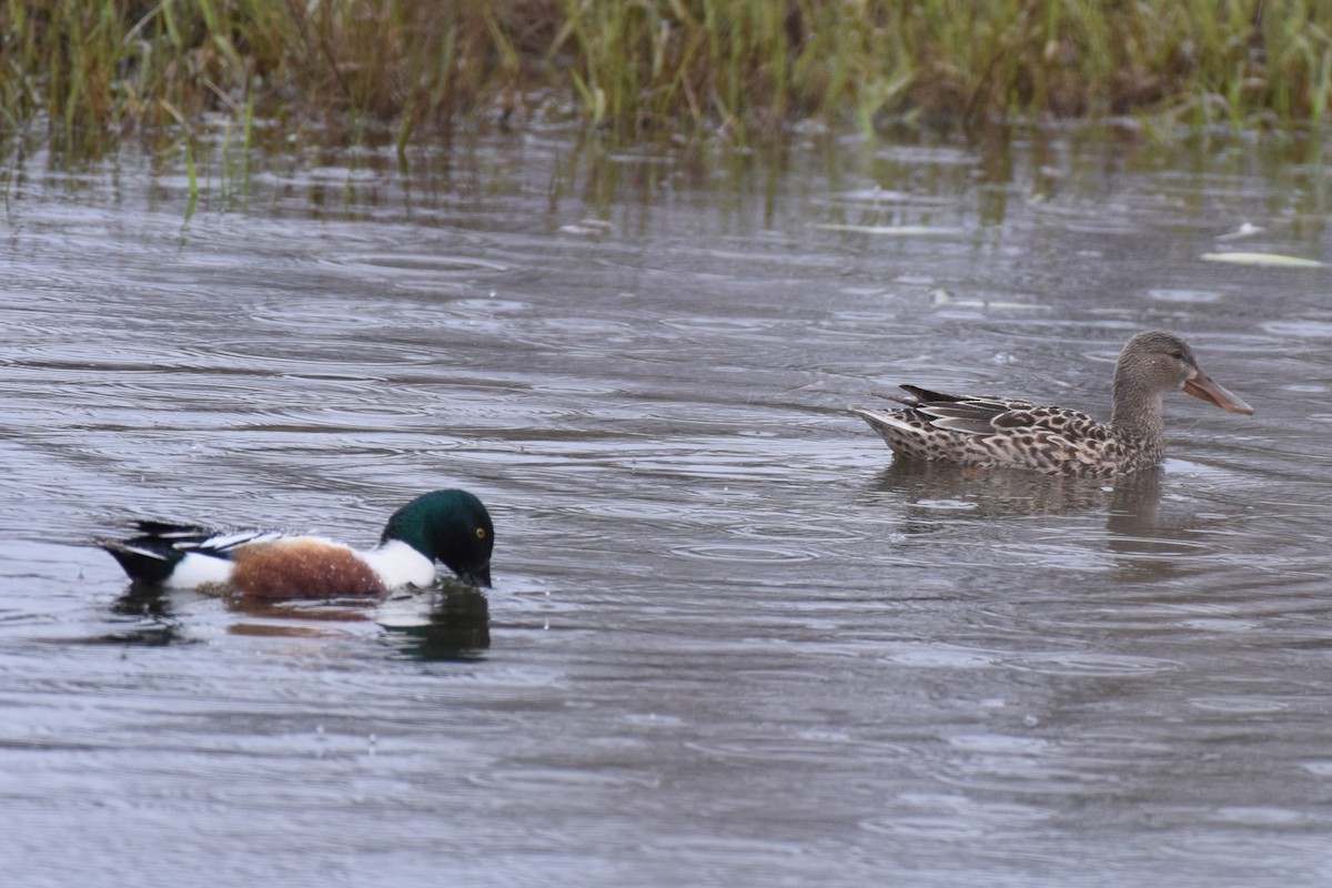 Canard souchet - ML617204917