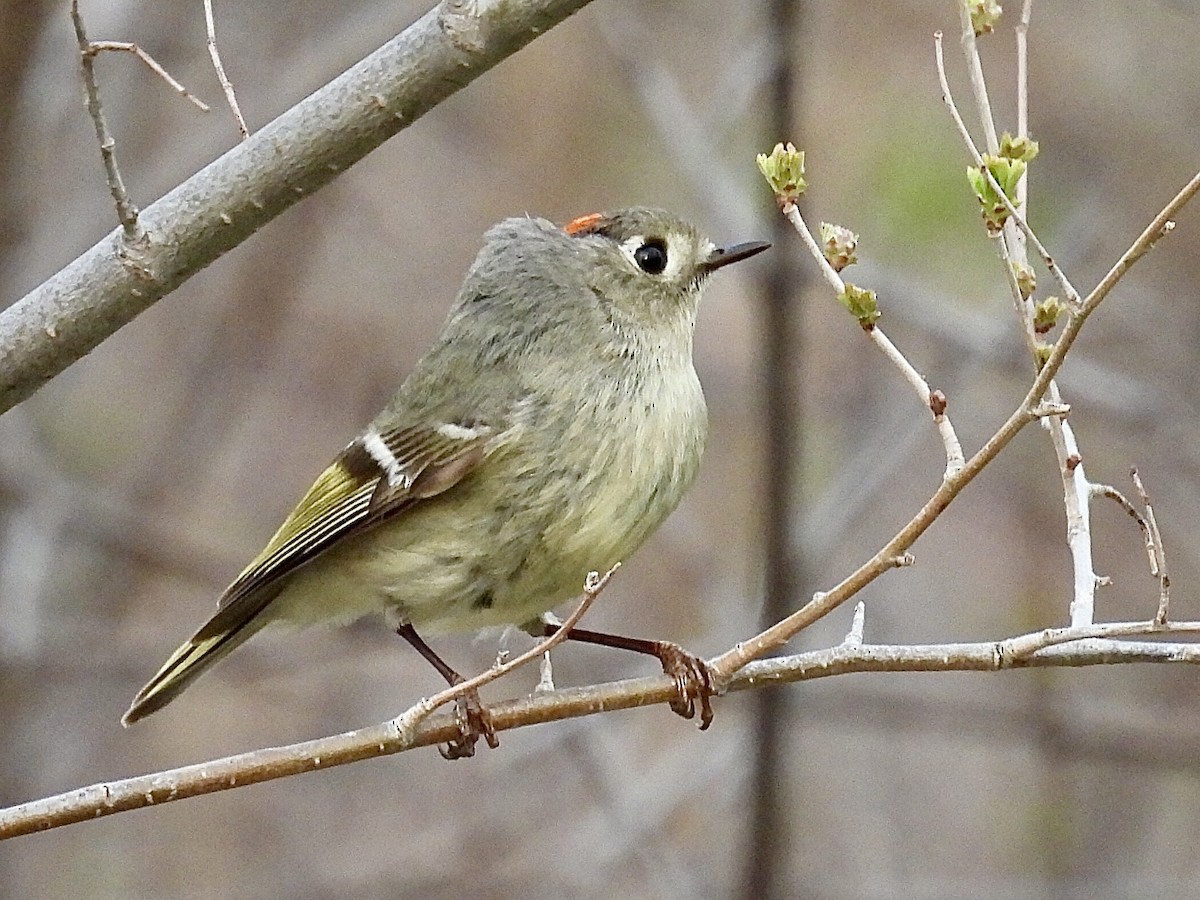 Ruby-crowned Kinglet - Isaac Petrowitz