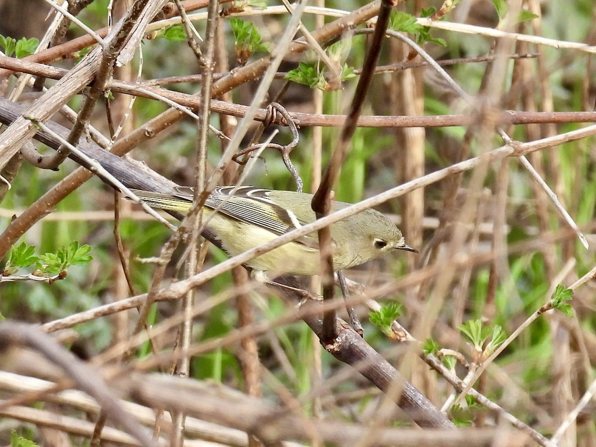 Roitelet à couronne rubis - ML617204919