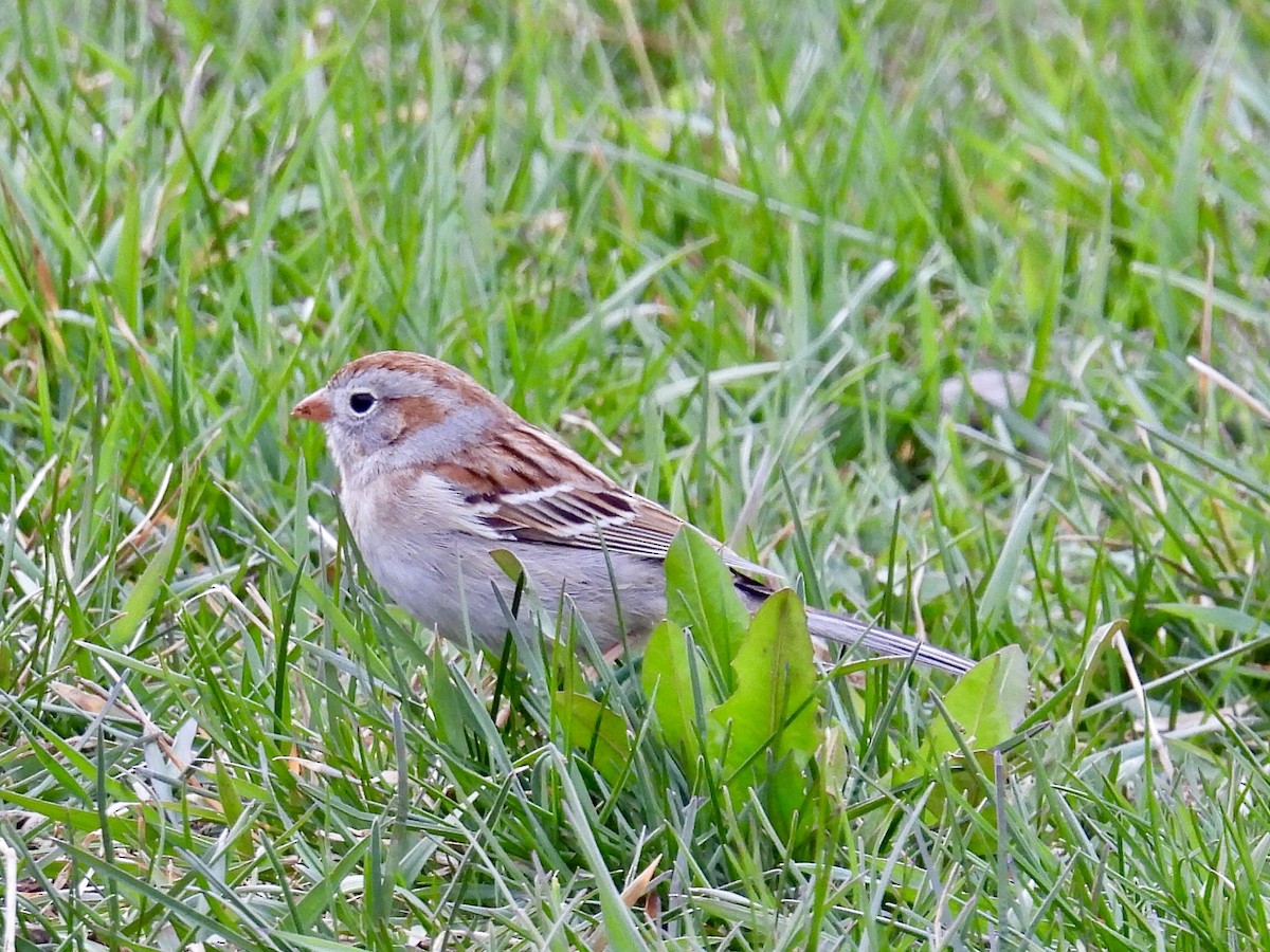Field Sparrow - ML617204939