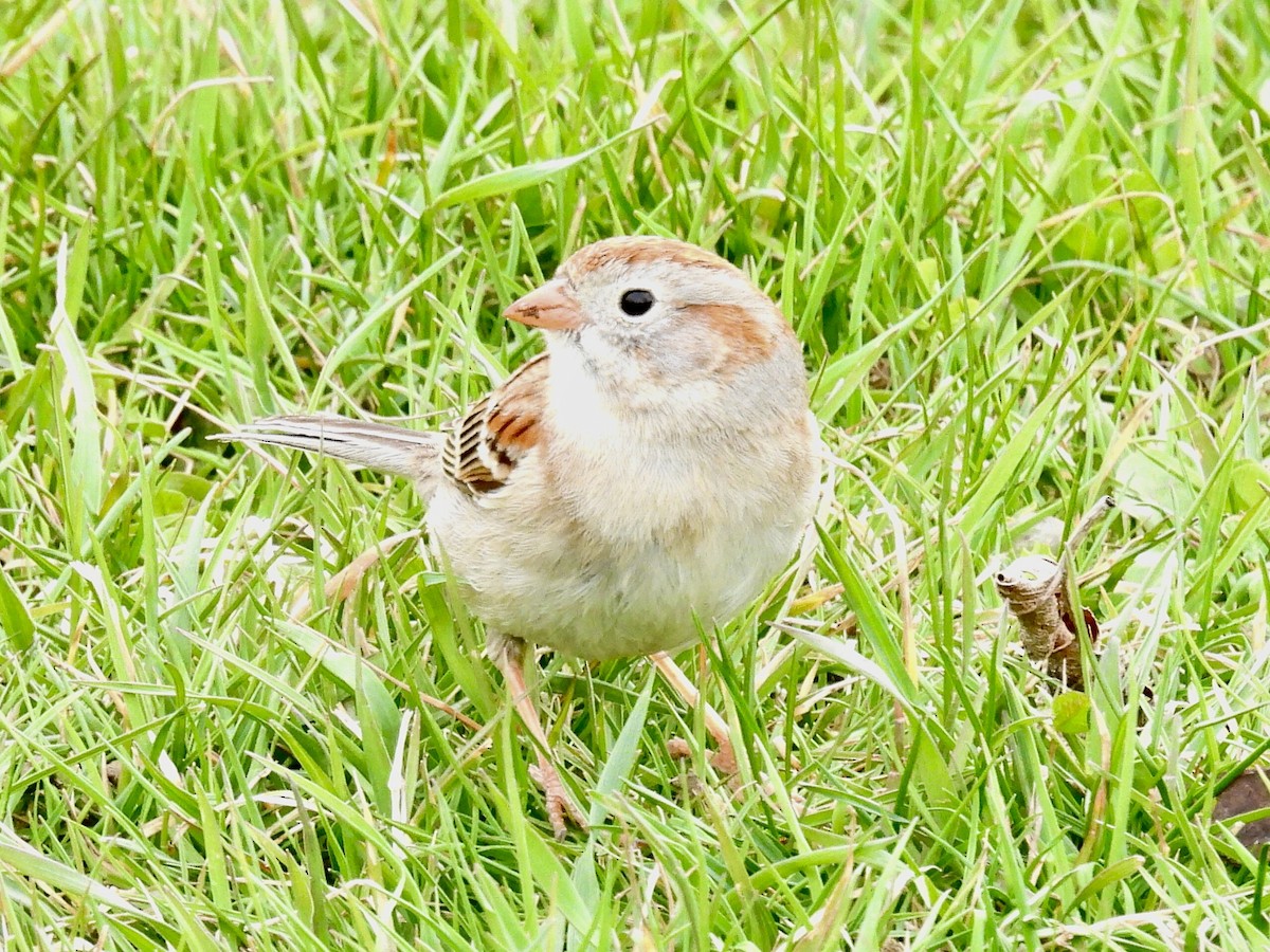 Field Sparrow - ML617204940