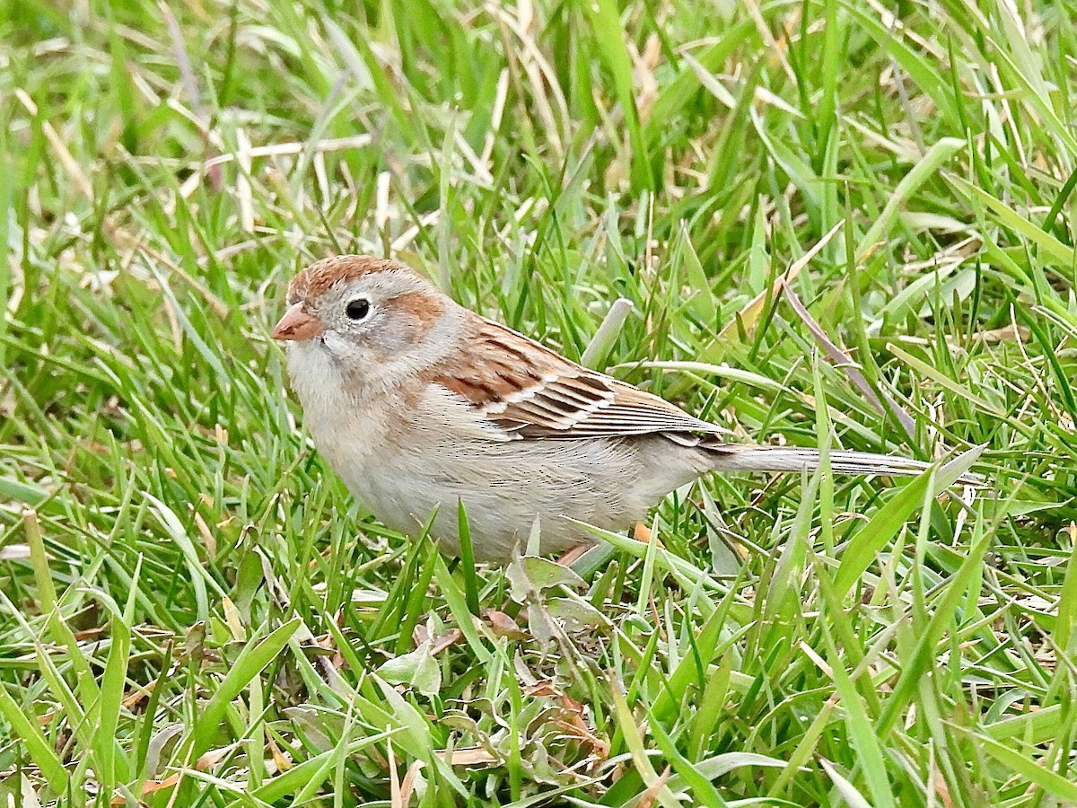 Field Sparrow - ML617204941