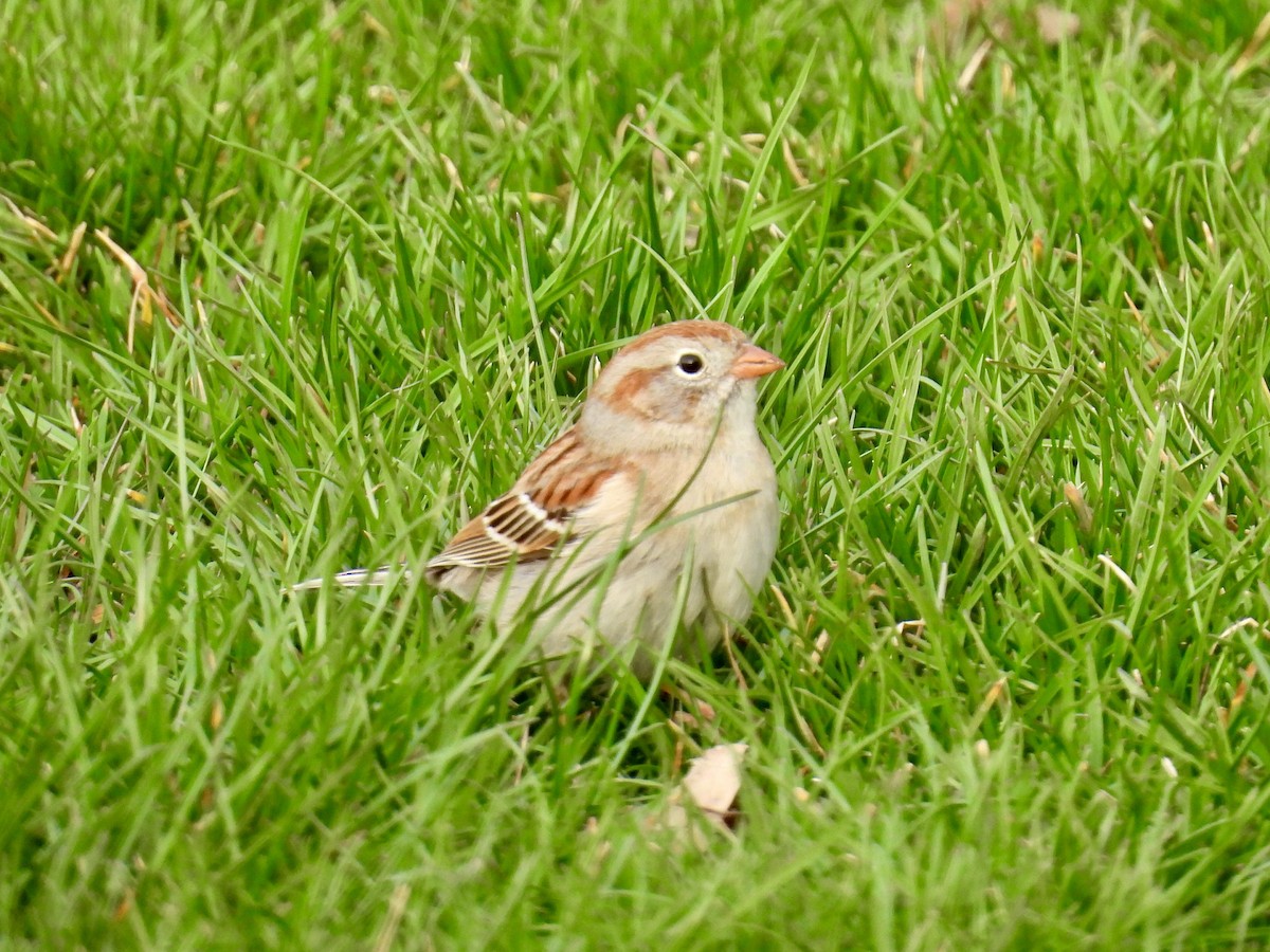 Field Sparrow - Isaac Petrowitz