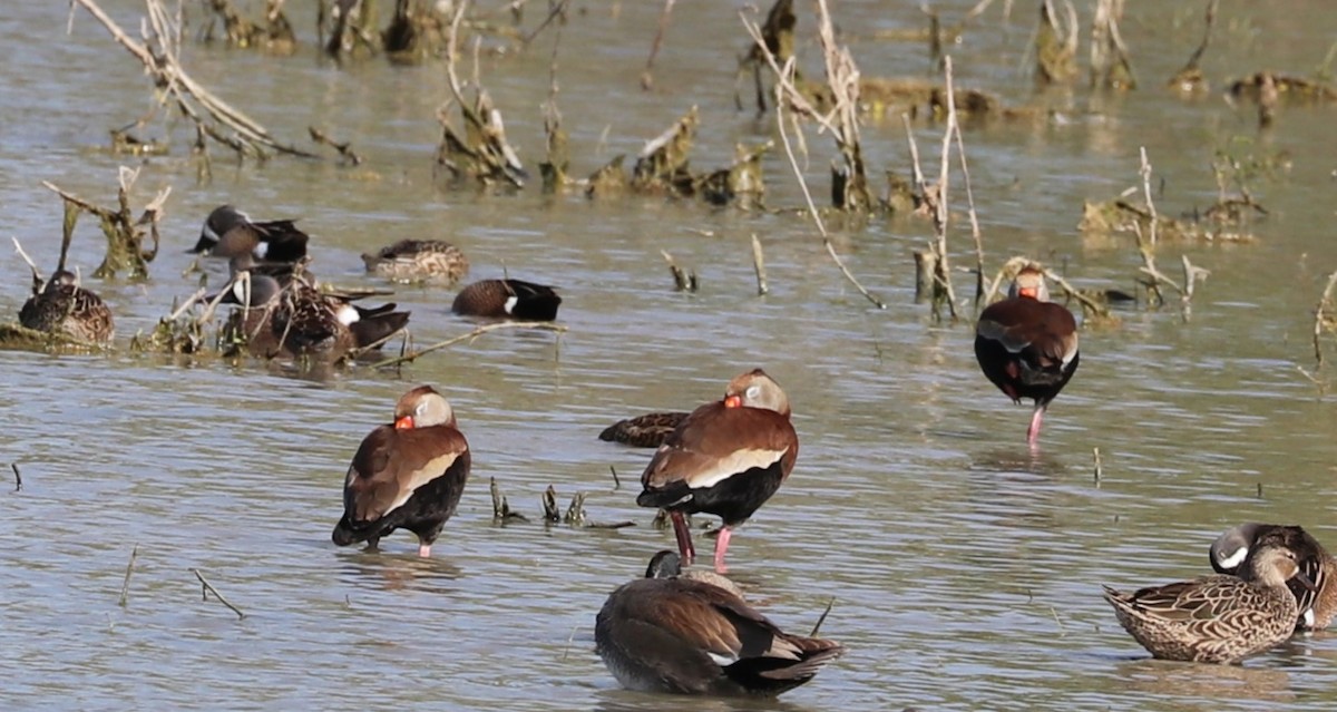 Black-bellied Whistling-Duck - Matthew Valencic