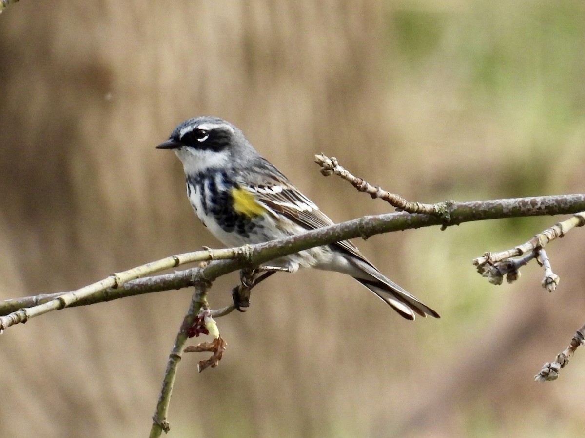 Yellow-rumped Warbler - ML617204970