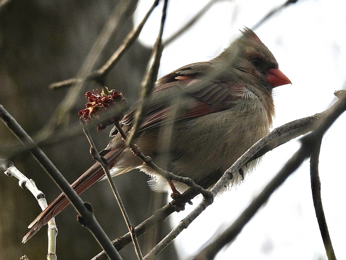 Cardinal rouge - ML617204978