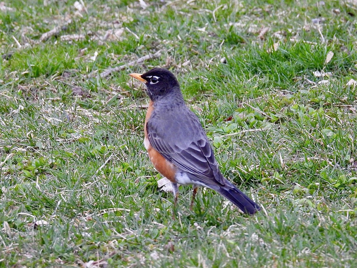 American Robin - ML617204990