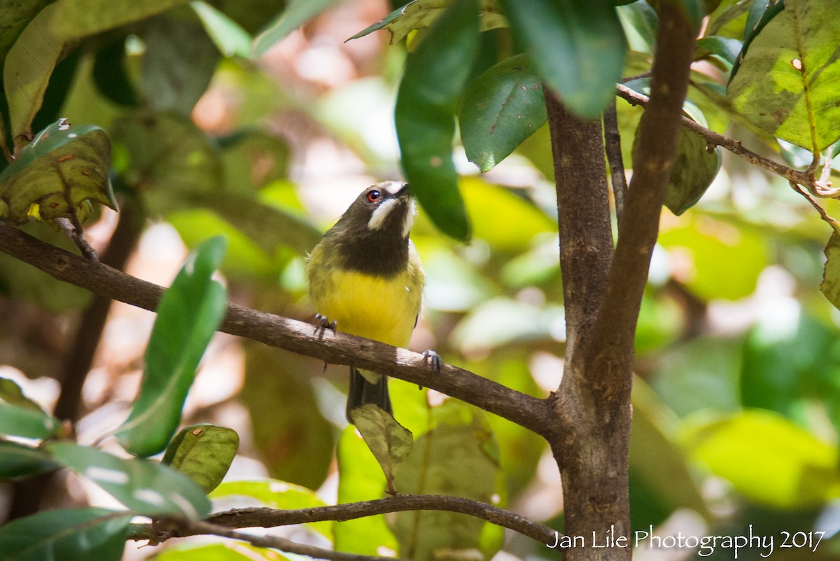 Fairy Gerygone - ML61720501