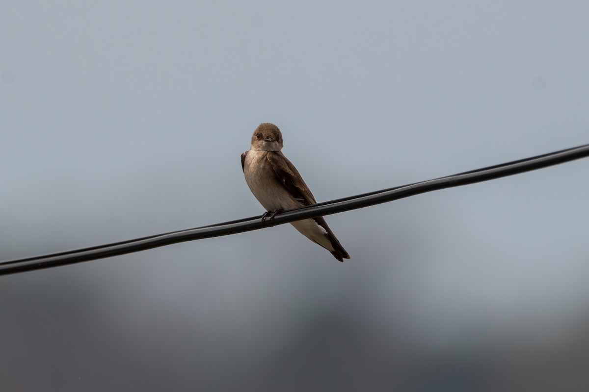 Northern Rough-winged Swallow - ML617205073