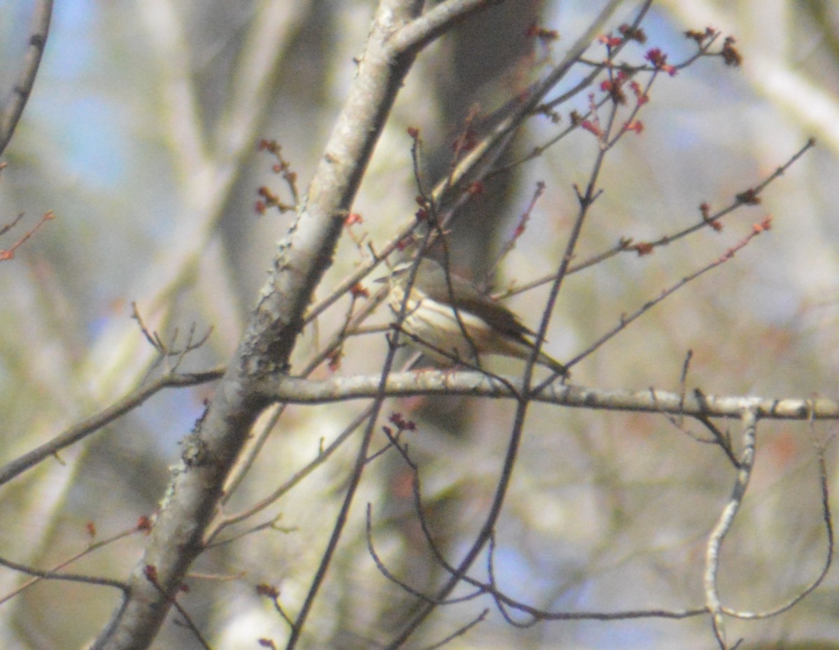 Louisiana Waterthrush - ML617205082