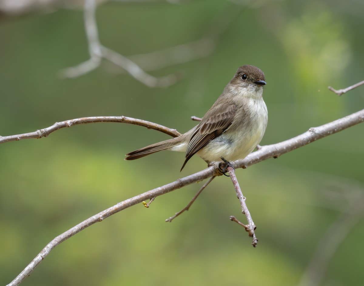 Eastern Phoebe - Karen Szafrajda