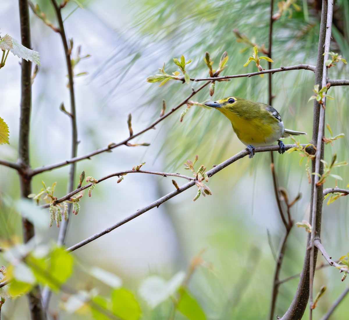 Vireo Gorjiamarillo - ML617205111