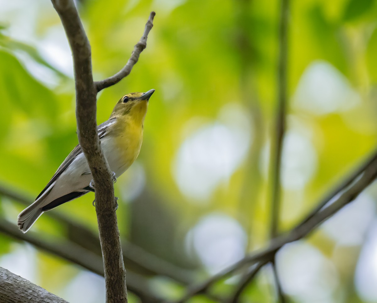 Yellow-throated Vireo - ML617205112