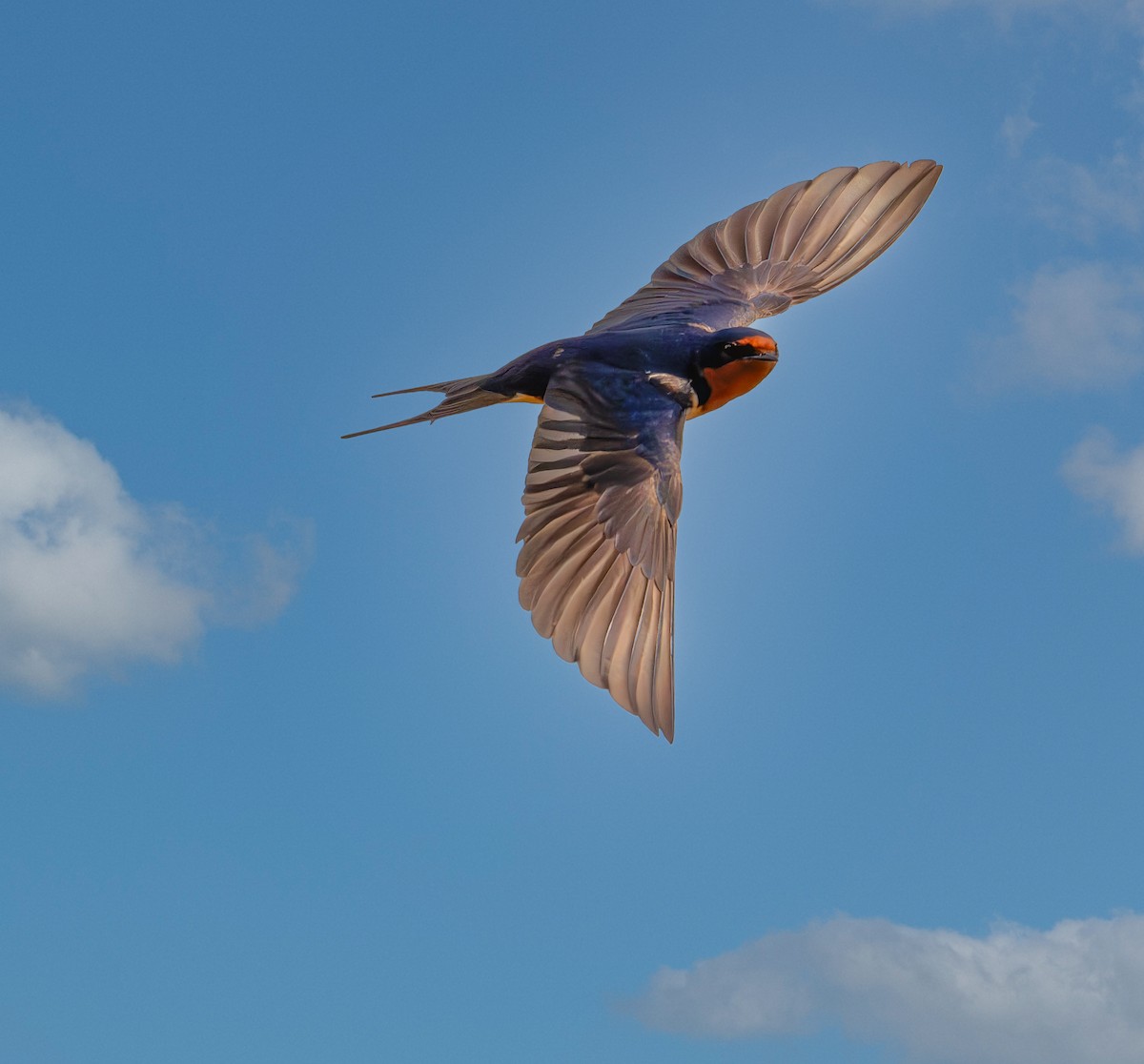 Barn Swallow - ML617205127