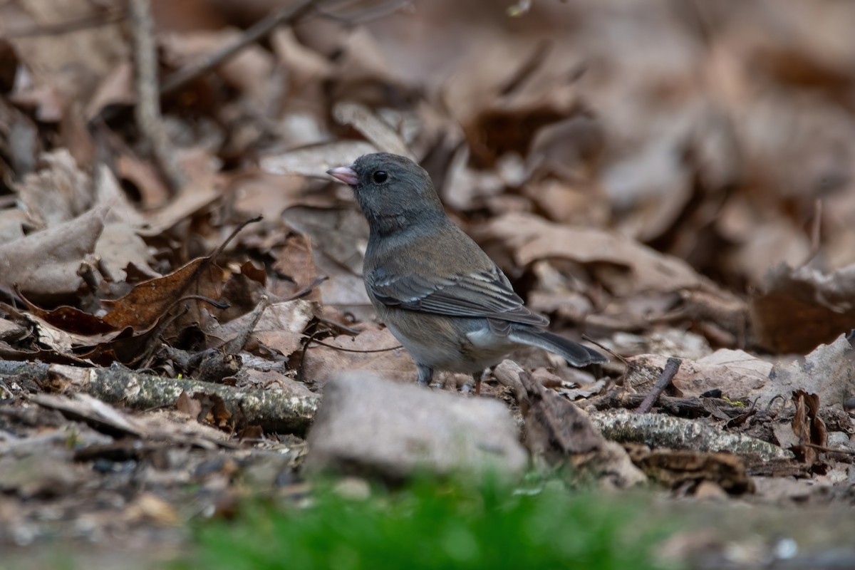 Dark-eyed Junco - ML617205134