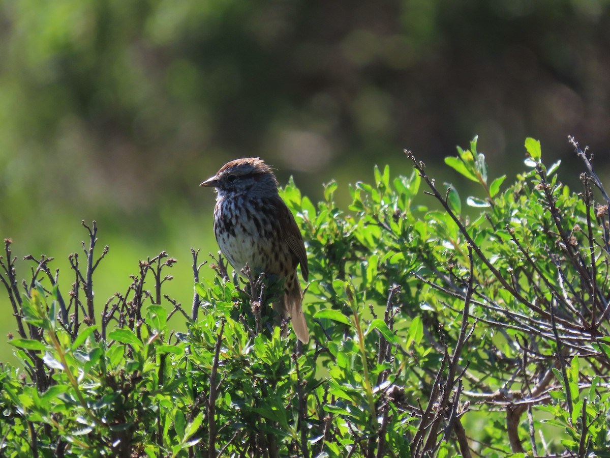 Song Sparrow - ML617205137