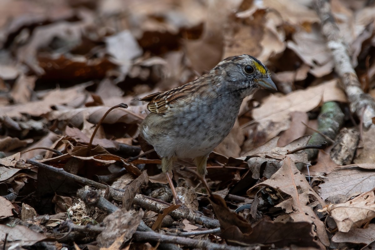 White-throated Sparrow - ML617205141