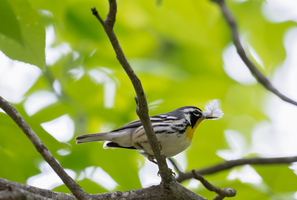 Yellow-throated Warbler - ML617205148