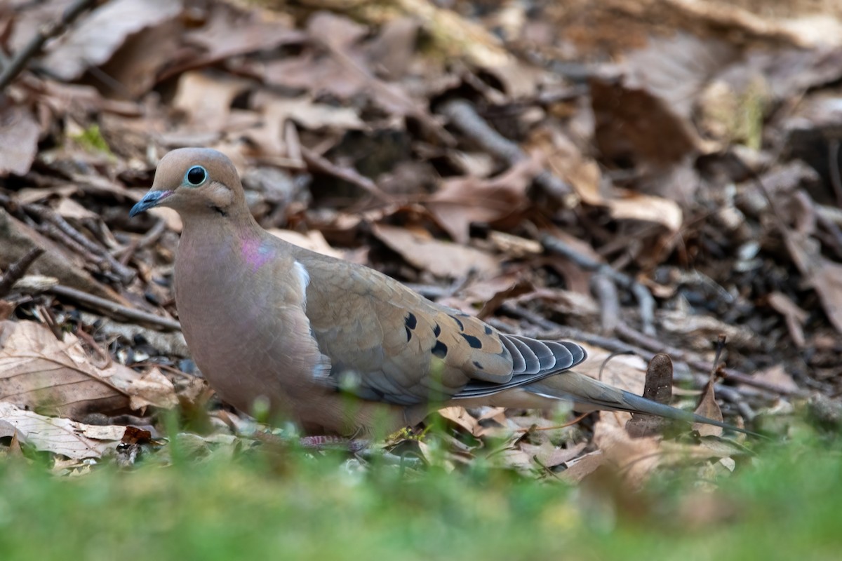 Mourning Dove - ML617205185