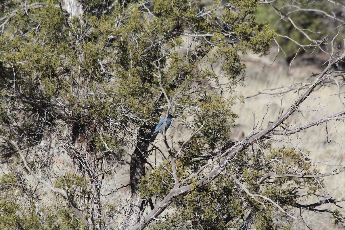 Pinyon Jay - ML617205189