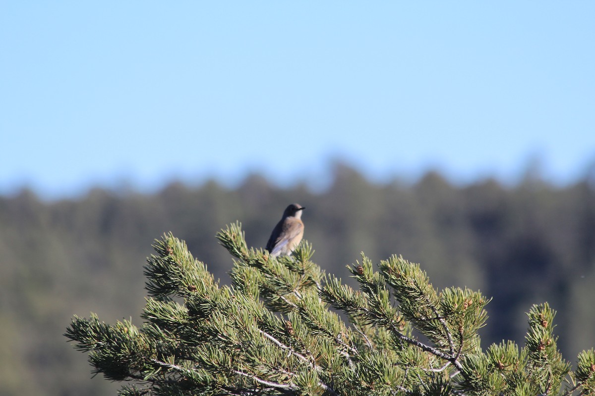 Western Bluebird - Grant Beverage