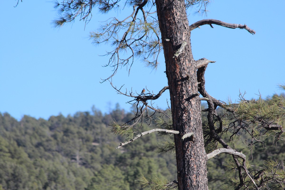 Western Bluebird - ML617205211