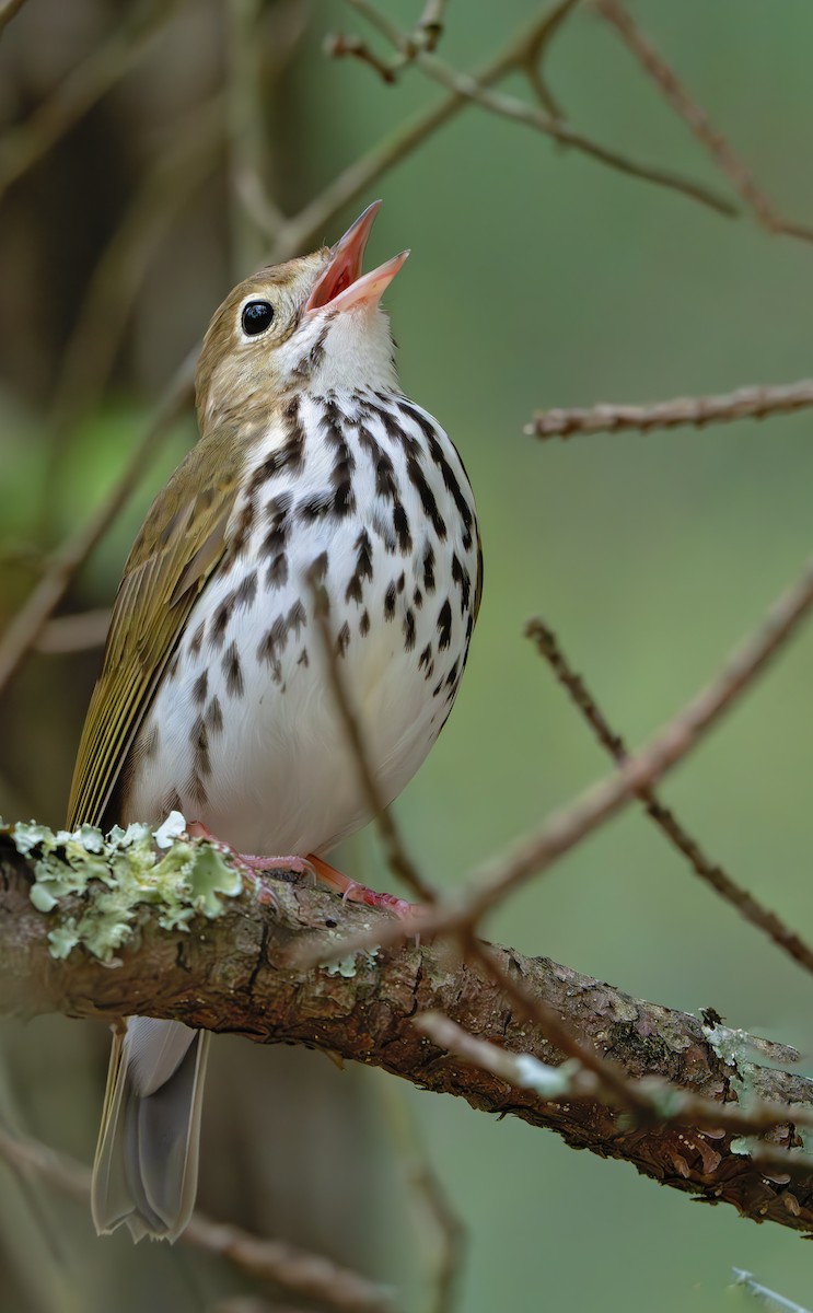 Ovenbird - ML617205276