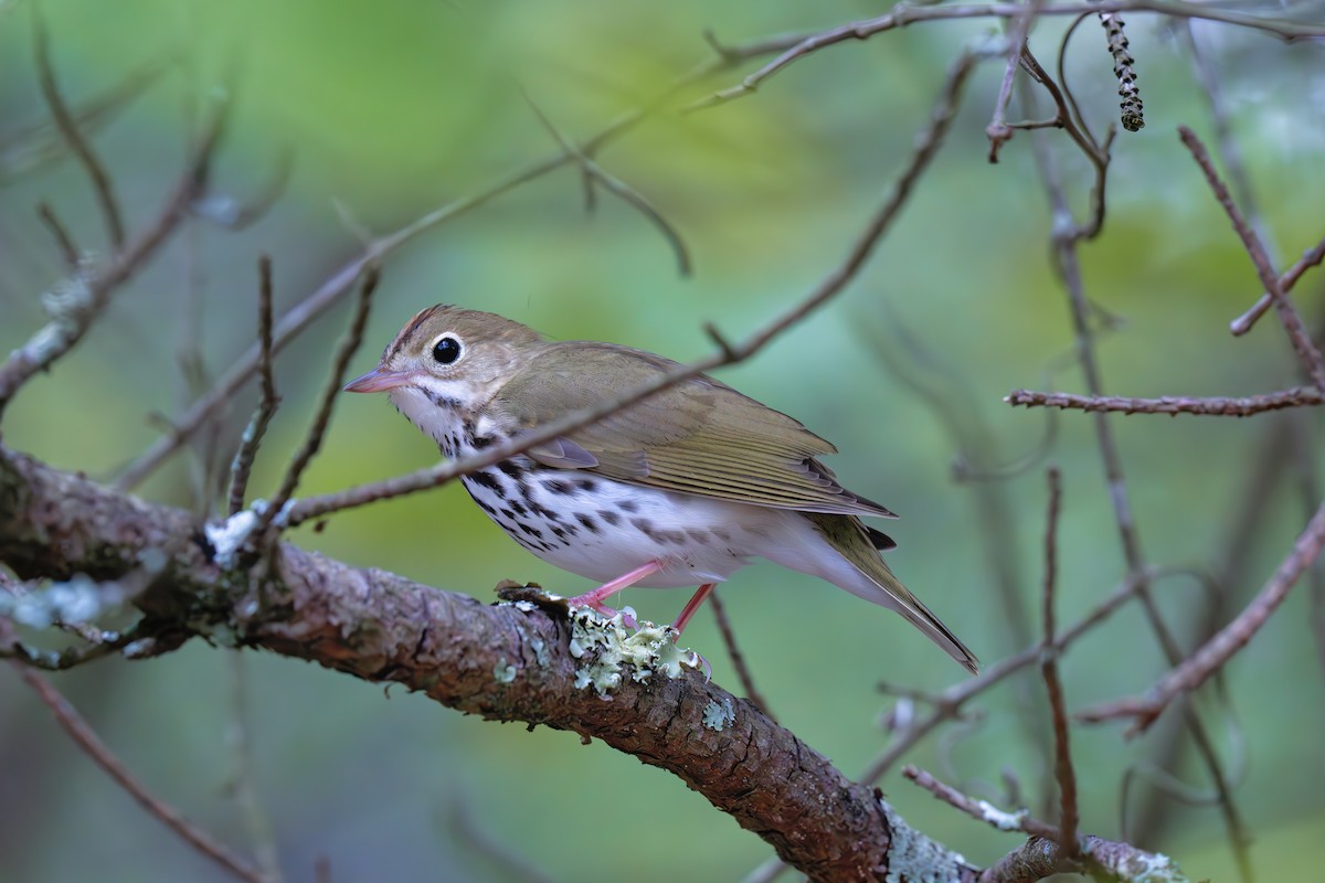 Ovenbird - ML617205277