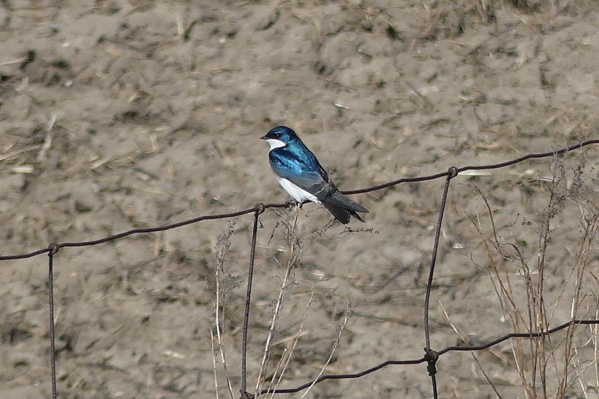 Tree Swallow - Steve Thorpe