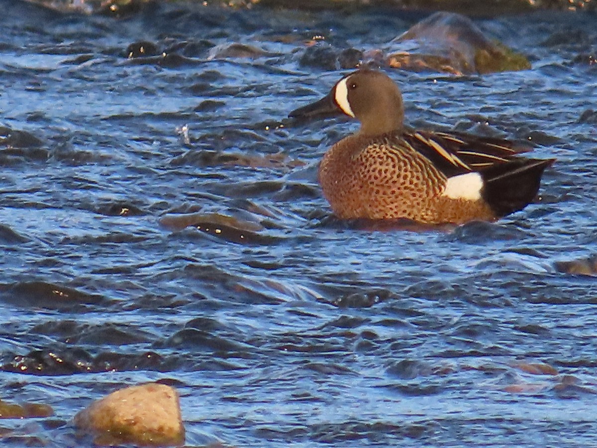 Blue-winged Teal - G. Vike Vicente