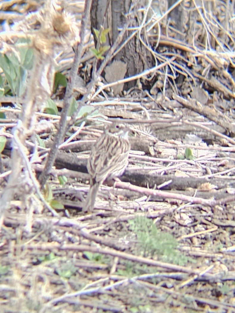 Vesper Sparrow - ML617205571