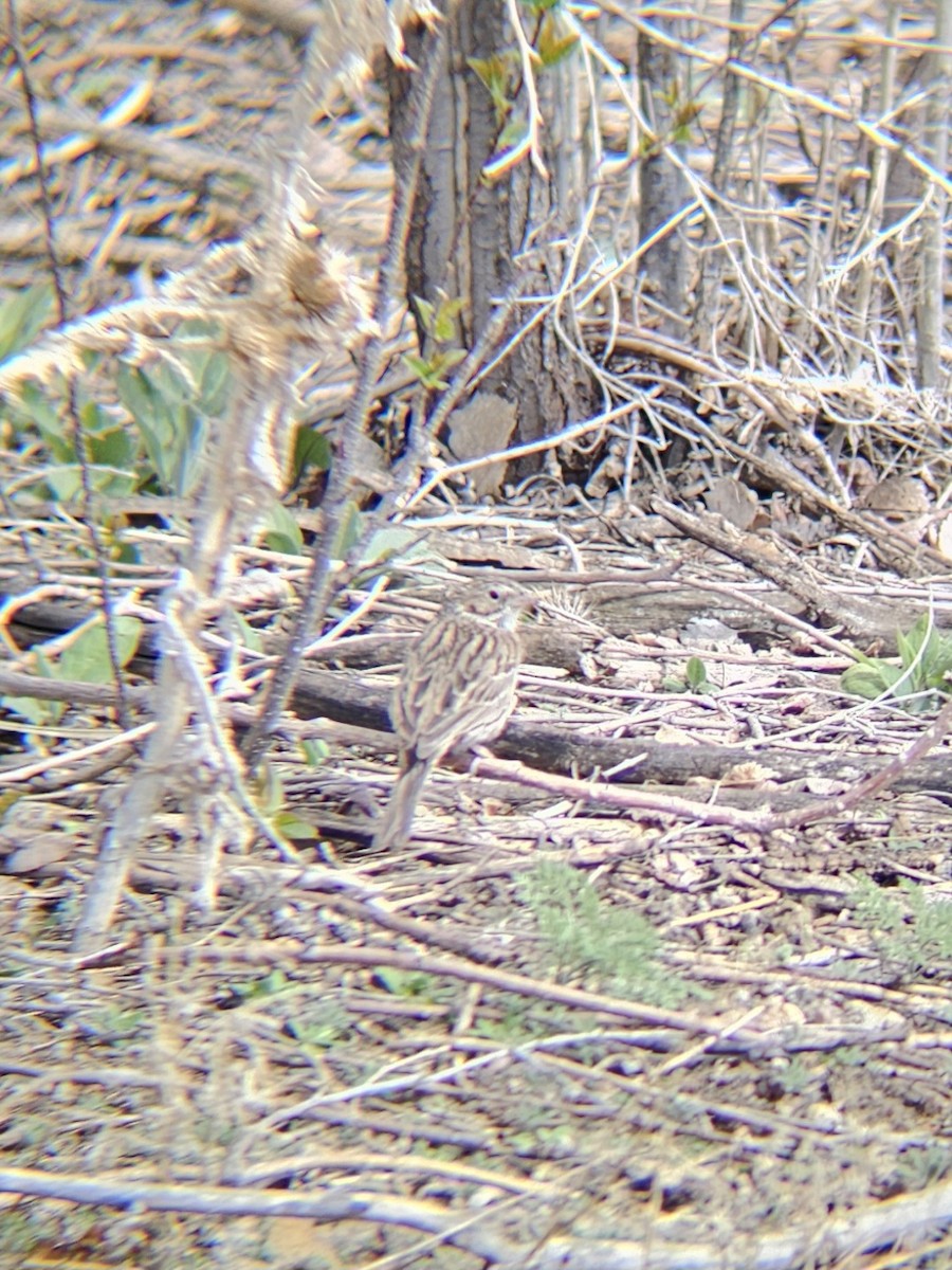 Vesper Sparrow - ML617205572