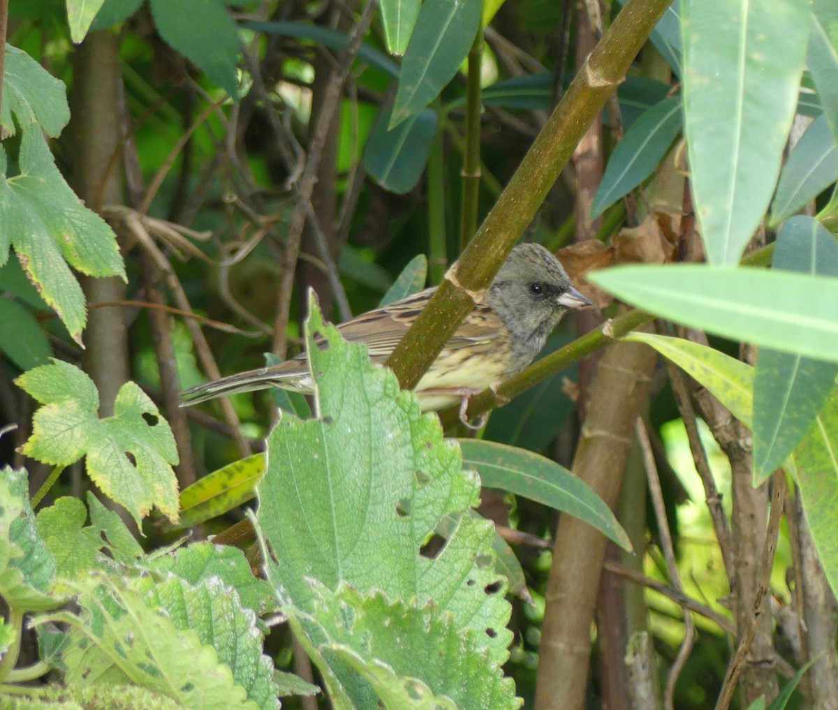 Black-faced Bunting - ML617205639