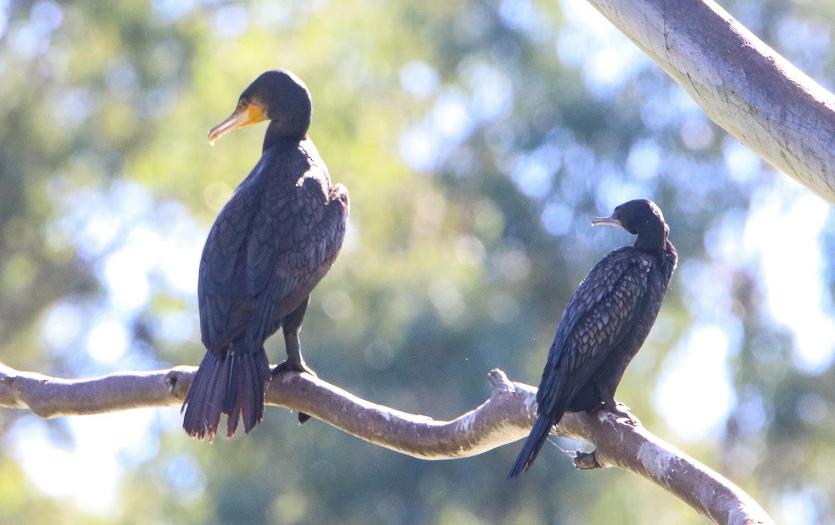 Cormorán Grande - ML617205660