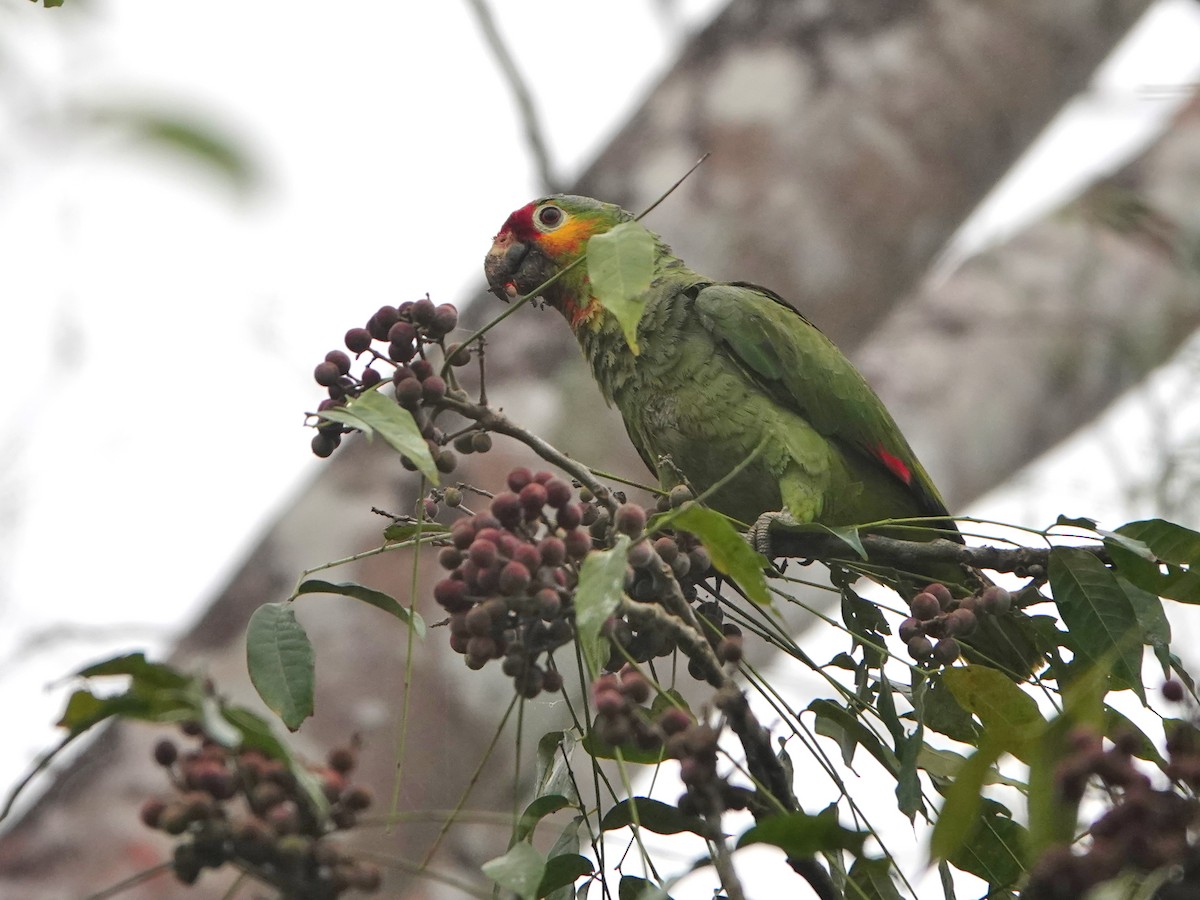 Red-lored Parrot - ML617205665