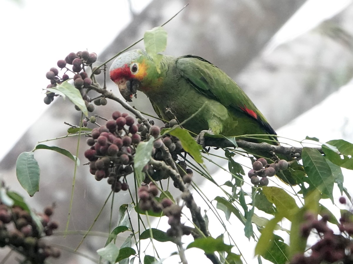 Red-lored Parrot - ML617205666