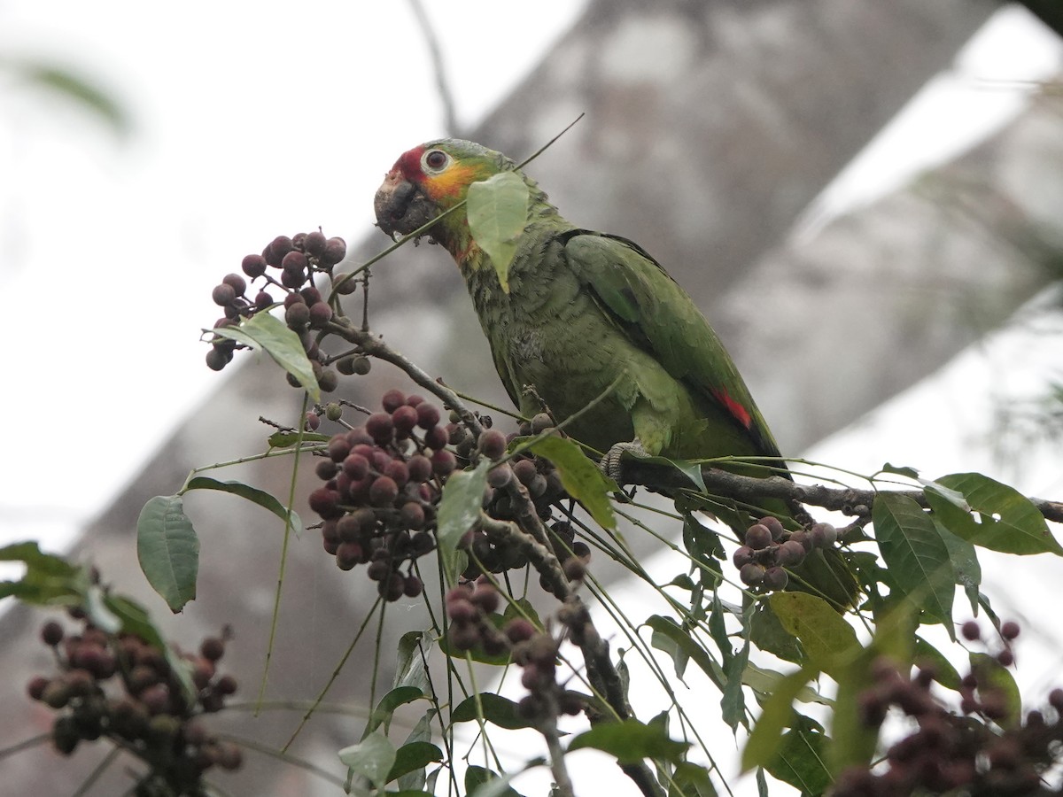 Red-lored Parrot - ML617205669