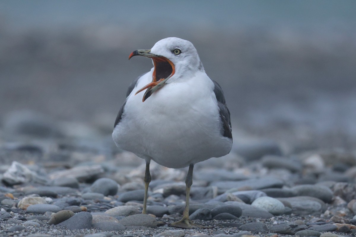 Black-tailed Gull - ML617205718