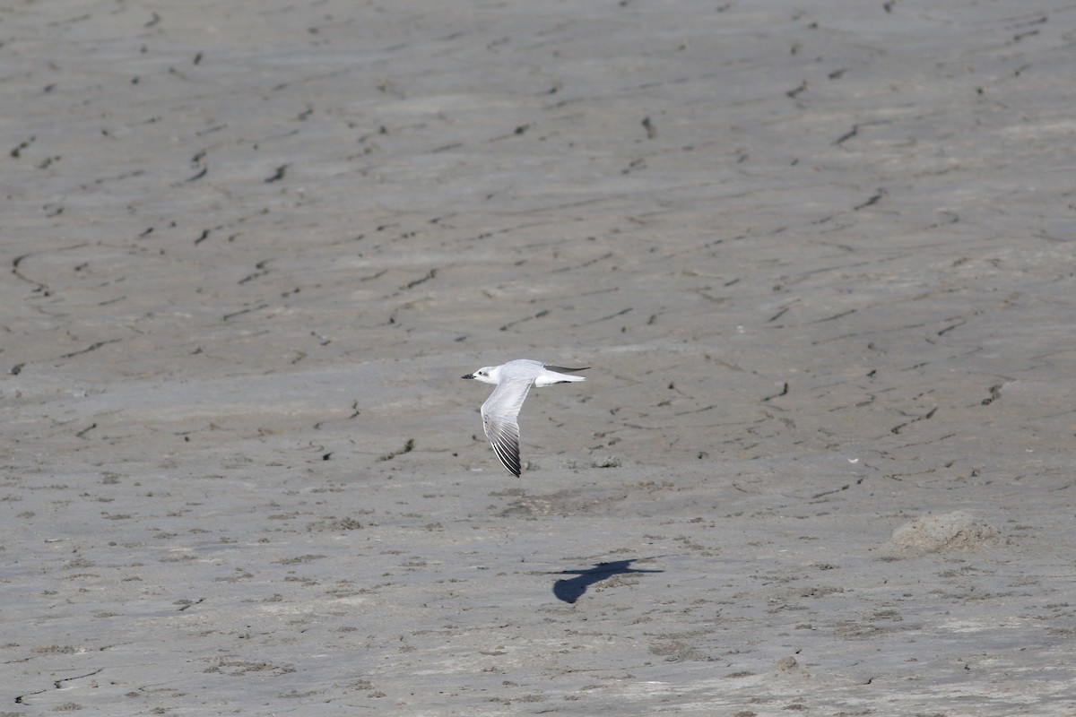 Gull-billed Tern - Richard Poort