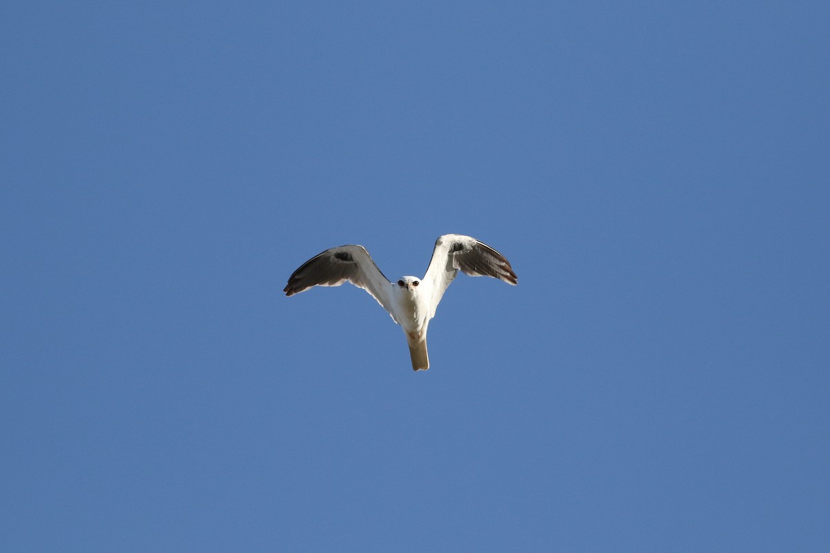 White-tailed Kite - Richard Poort