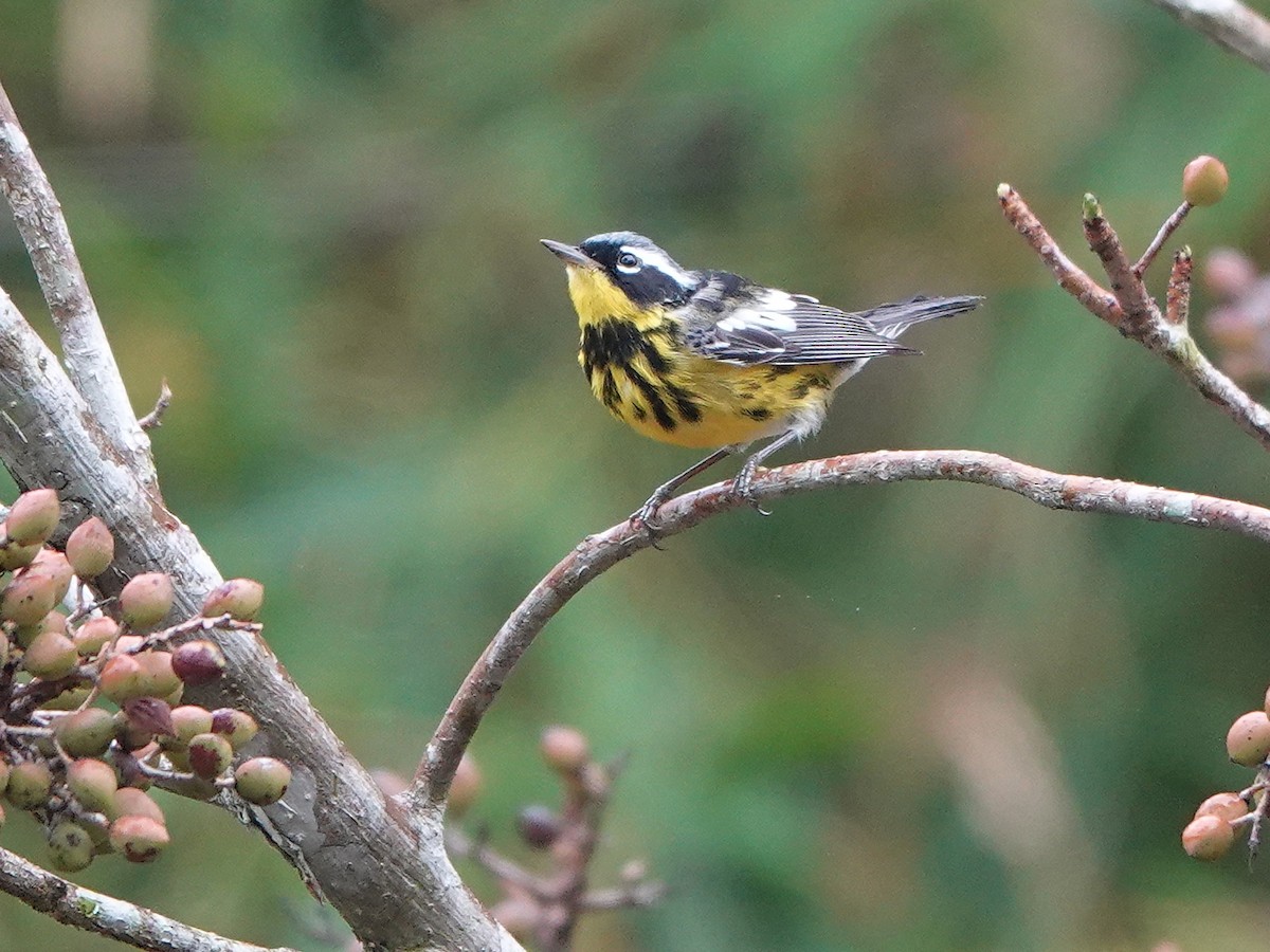 Magnolia Warbler - ML617205835