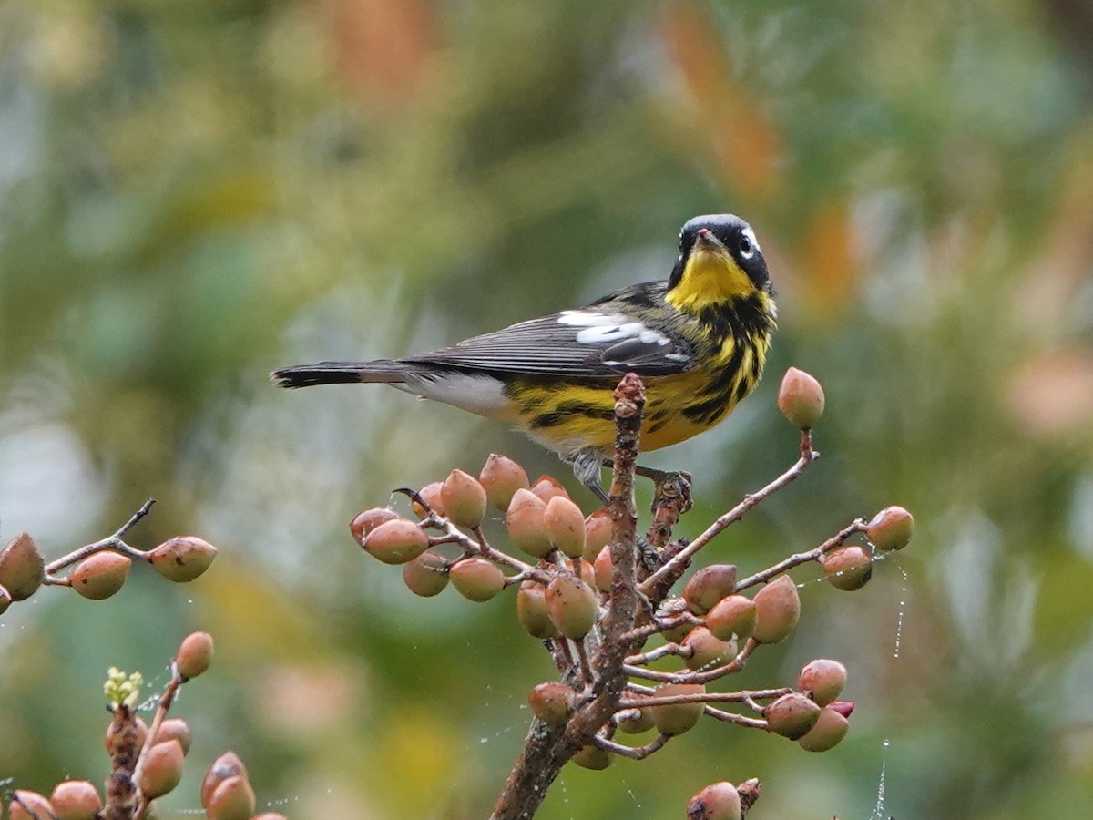 Magnolia Warbler - ML617205836