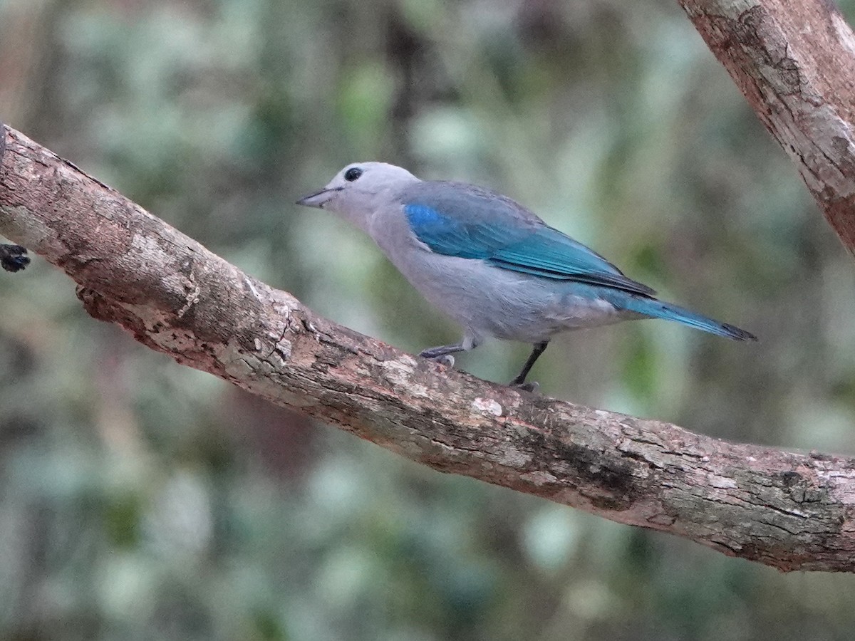 Blue-gray Tanager - ML617205899