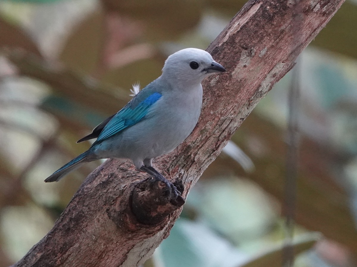 Blue-gray Tanager - ML617205900