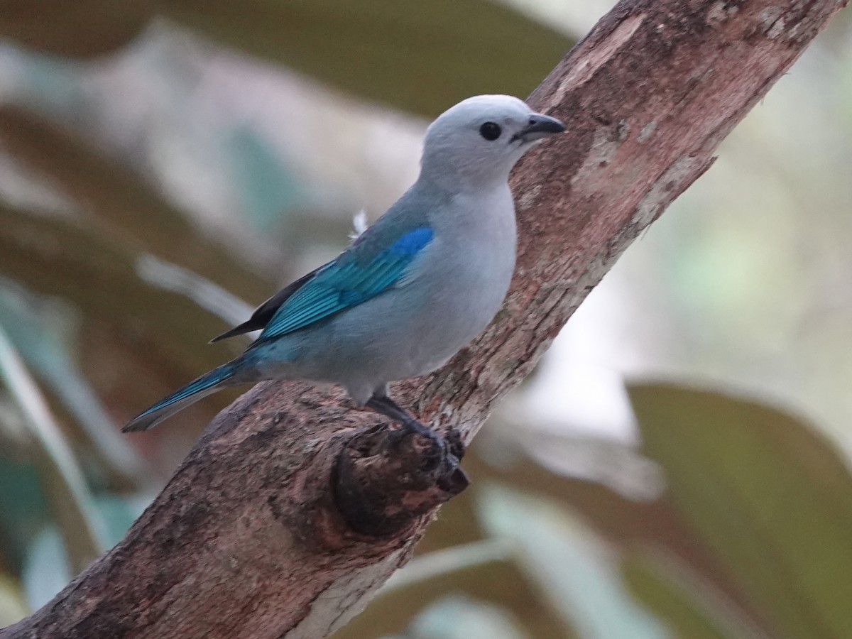 Blue-gray Tanager - ML617205901