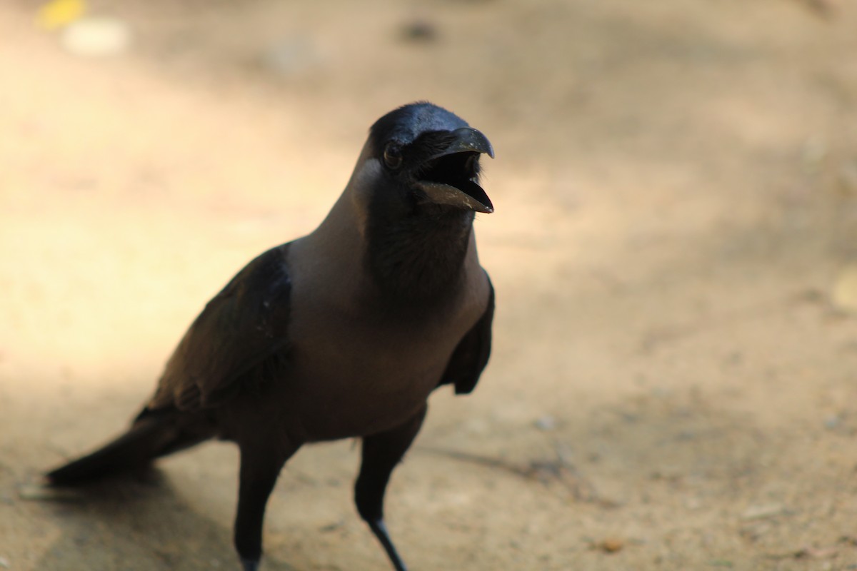 House Crow - ML617205934