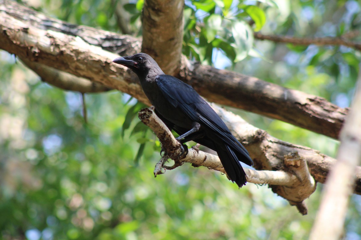 House Crow - ML617205948