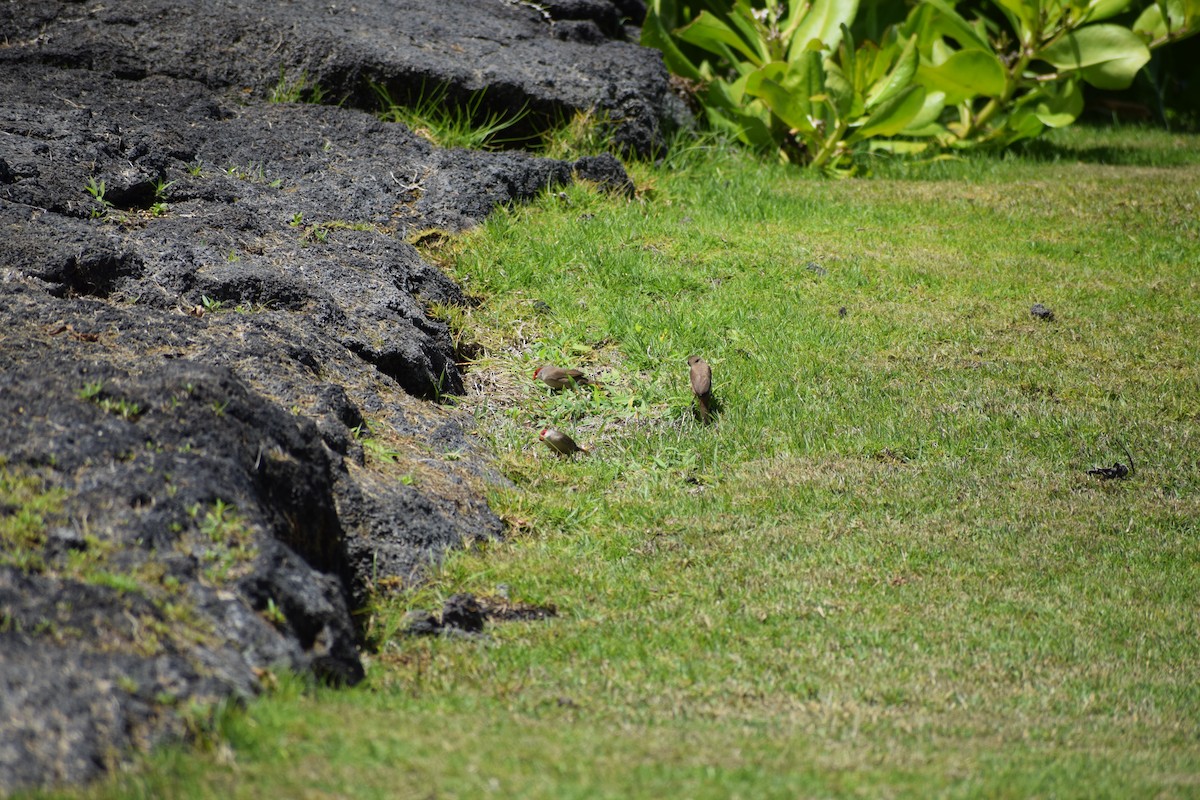 Common Waxbill - ML617205964