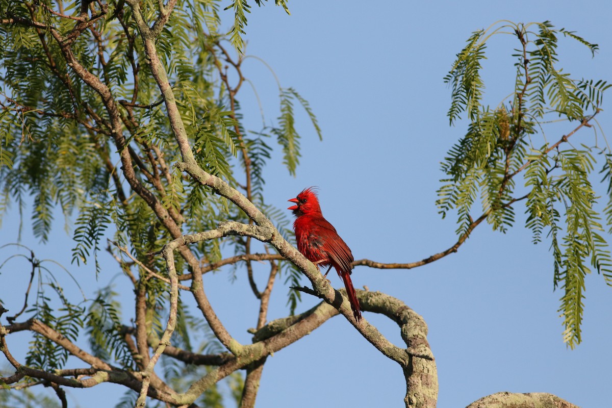 Cardinal rouge - ML617205967