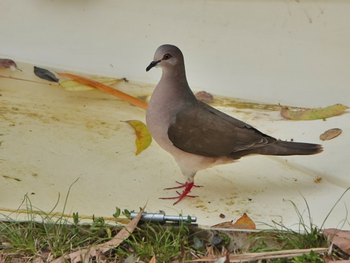 White-tipped Dove - ML617206000